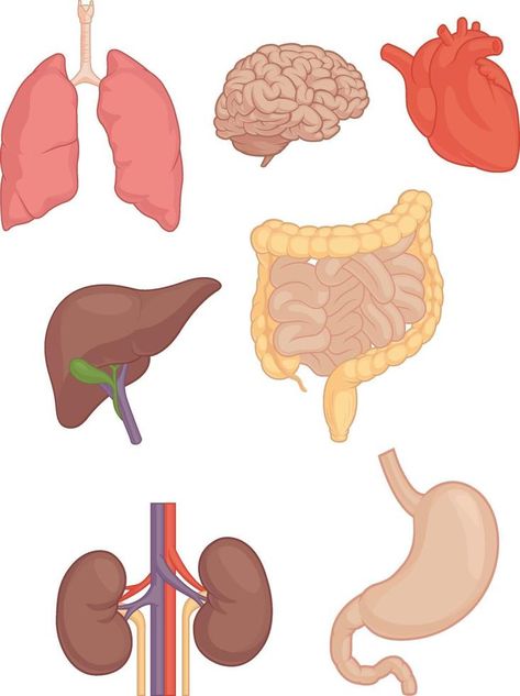 Human Body Activities, Body Part Drawing, Human Organ, Education Positive, Human Body Anatomy, Human Body Parts, Body Anatomy, Body Organs, Toddler Learning Activities