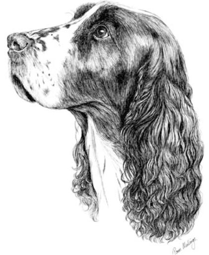 Springer Springer Spaniel Drawing, Spaniel Drawing, Dog Pencil Drawing, English Springer Spaniel Puppy, Drawings Of Dogs, Draw Dogs, Rose Book, Dog Sketches, Puppy Sketch