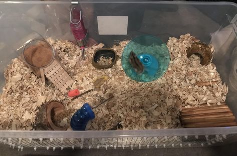 Kiwi is getting settled in her new bin cage!https://ift.tt/2HOSyXl Hamster Cage Aesthetic, Hamster Cages Ideas, Hampster Cage, Diy Hamster House, Hamster Bin Cage, Bin Cage, Hamster Diy Cage, Cool Hamster Cages, Hamster Enclosure