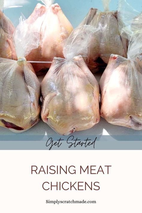 Get started raising meat chickens in your own backyard. It is much easier than you think. Best Meat Chickens, Chicken Guide, Breeding Chickens, Egg Business, Fluffy Chickens, Raising Meat Chickens, Fluffy Chicken, Meat Birds, Rabbit Farm