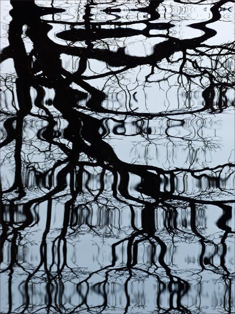 trees reflected in water - Google Search Water Shadow, Water Silhouette, Photography Reflection, Tree In Water, Dark Water, Reflection In Water, Reflections On Water, Water Reflection Illustration, Shadows And Reflections