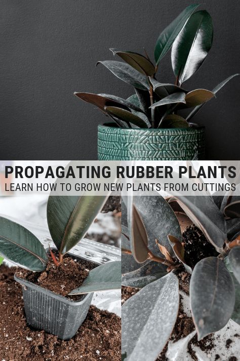 Learn how to propagate rubber plants from cuttings #houseplants #rubberplant #propagatinghouseplants Rubber Plant Care, Rubber Tree Plant, Peperomia Plant, Avocado Plant, Plant Care Tips, Calathea Plant, Kitchen Plants, Philodendron Plant, Ficus Elastica