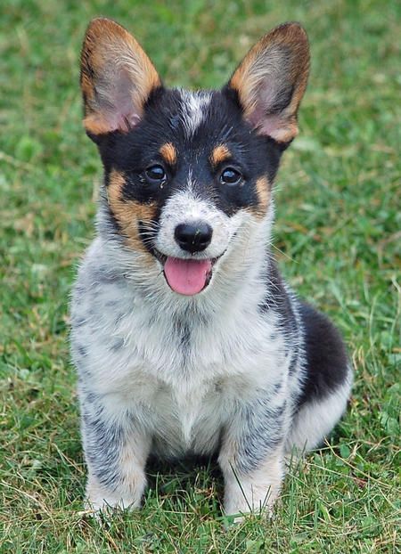 Corgi-Heeler Corgi Mix Puppies, Corgi Meme, Cowboy Corgi, Corgi Puppies For Sale, Australian Cattle Dog Mix, Dog Crossbreeds, Blue Heelers, Welsh Corgi Puppies, Puppy Wallpaper