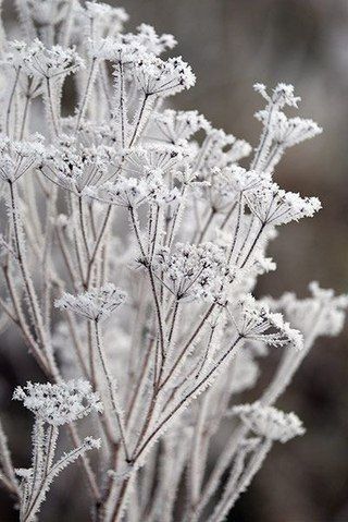 Winter Szenen, Winter Plants, Winter Nature, Garden Photography, Airbrush Art, Winter Magic, Winter Beauty, Snow And Ice, Winter Wonder