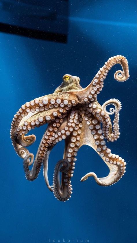 Sea Wallpaper Ocean, Octopus Anatomy, Amazing Facts Video, Drawing Octopus, Deep Sea Diver Art, Octopus Photography, Painting Octopus, Tattoos Fish, Fishing Aesthetic