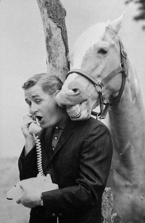 Mr Ed the talking horse Mr Ed, Mister Ed, Alan Young, John Kerry, Robert Doisneau, The Lone Ranger, Classic Television, Old Shows, On The Phone