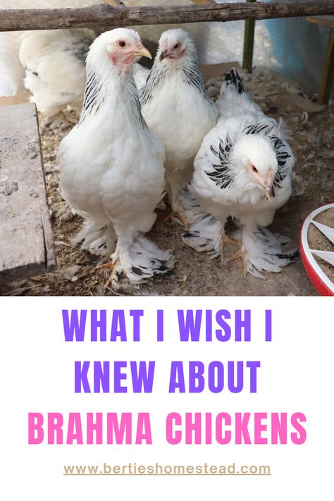 Breeds Of Chickens And Eggs, Brahma Chicken Colors, Brahma Chicken Coop, Brahma Chicken Eggs, Buff Brahma Chicken, Light Brahma Chicken, Brahma Rooster, Chicken Math, Chicken Egg Colors