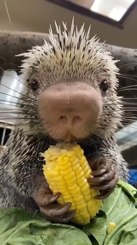 Baby Porcupine, Cincinnati Zoo, Cute Wild Animals, Cute Animal Videos, Cute Little Animals, Big Dogs, Cute Funny Animals, Animal Gifs, Funny Animal Videos