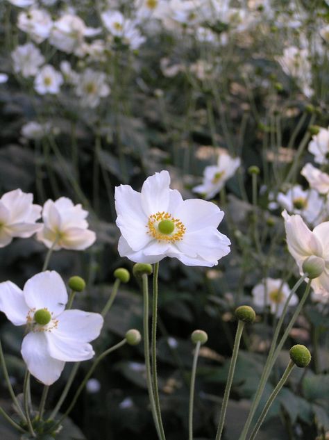 Anemone x hybrida 'Honorine Jobert' (Japanese Anemone, Thimbleflower, Windflower) | North Carolina Extension Gardener Plant Toolbox Anemone Japonica, Rock Garden Design, Fall Bulbs, Anemone Flower, Garden Help, Spring Plants, Small White Flowers, White Garden, Plant Spacing