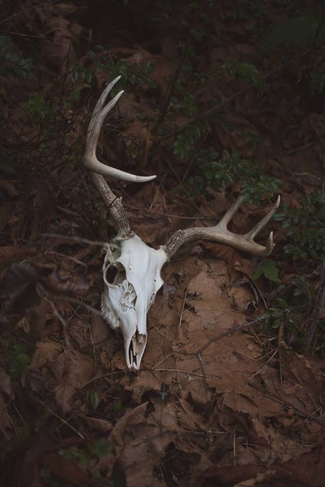 Deer Skull Wallpaper, Deer Skeleton, Deer Skull Art, Deer Wallpaper, Skull Model, Dark Forest Aesthetic, Vulture Culture, Deer Skull, Deer Art