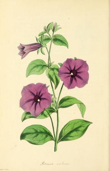 Tao Symbol, Petunia Tattoo, February Flowers, Botanical Images, Botanic Painting, Purple Petunias, Petunia Flower, Blue Hydrangea Flowers, Comics Illustration