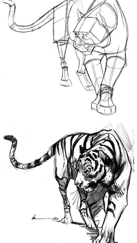 Tiger Head Reference Drawing, Tiger Anatomy Reference, Animal Poses Reference Drawing, Tiger Art Reference, Tiger Poses Reference, Tiger Ink Drawing, Animal Drawing Study, Tiger Poses Drawing, Cat Study Drawing