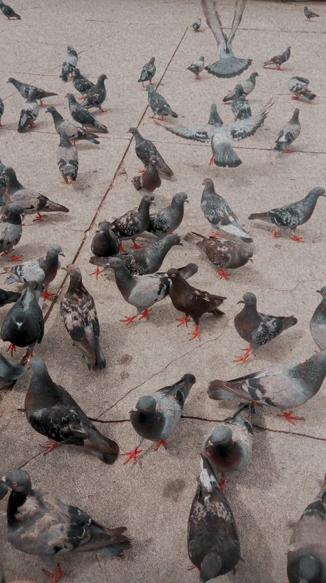 Pigeon Aesthetic Wallpaper, Pegion Bird Aesthetic, Pigeons Aesthetic, Pigeon Background, Pigeon Aesthetic, Pigeon Wallpaper, Flock Of Pigeons, Cute Pigeon, Bird People