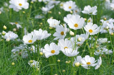 White Cosmos, Cosmos Bipinnatus, White Cosmo, Seeds Color, Cosmos Flowers, Moon Garden, Plant Combinations, White Gardens, Heirloom Seeds