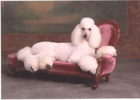 Poodle Drawing, Poodle Standard, Poodle Dogs, Poodle Cuts, Tattoo Nature, Animals Tattoo, Red Poodles, Puppies Cute, Poodle Grooming