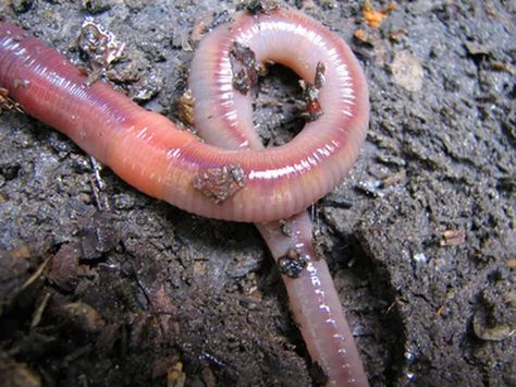 Fear Factor Games, Fear Factor Party, Red Wiggler Worms, Red Wigglers, Birthday Games For Kids, Red Worms, Fear Factor, Worm Composting, Worm Farm