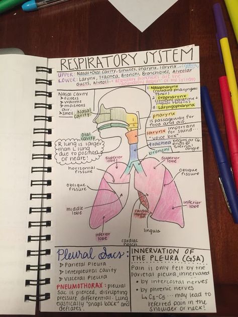 @nataliaariannaa Respiratory System Notes Nursing Schools, Anatomy And Physiology Respiratory System, Biology Notes Respiratory System, Respiration In Humans Notes, How To Take Notes For Anatomy, The Respiratory System Notes, Respiratory System Anatomy Notes, Health Class Notes, Respitory System Notes