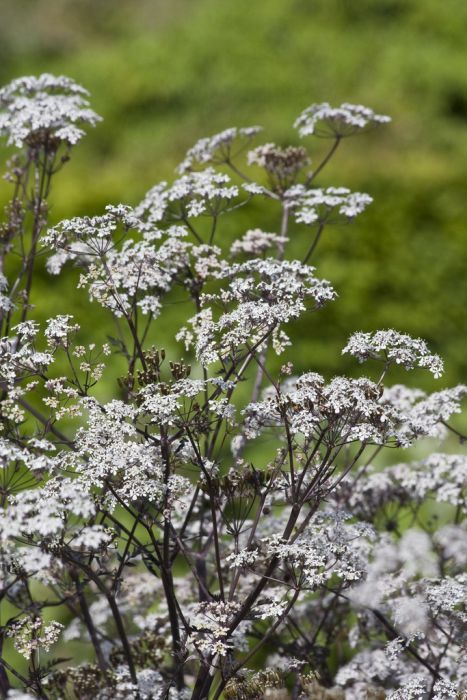 White Flowers Names, Cows Parsley, White Perennials, Chelsea 2023, Anemone Sylvestris, Anthriscus Sylvestris, Anthriscus Sylvestris Ravenswing, Narcissus Poeticus Recurvus, Philadelphus Coronarius