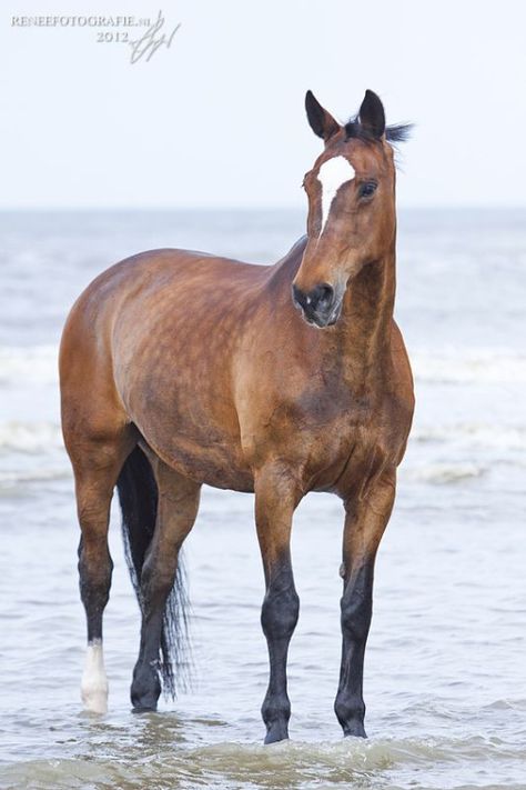 Horse Colors, Bay Horse, Horse Boarding, Most Beautiful Animals, Majestic Horse, Horse World, Brown Horse, All The Pretty Horses, Horse Crazy