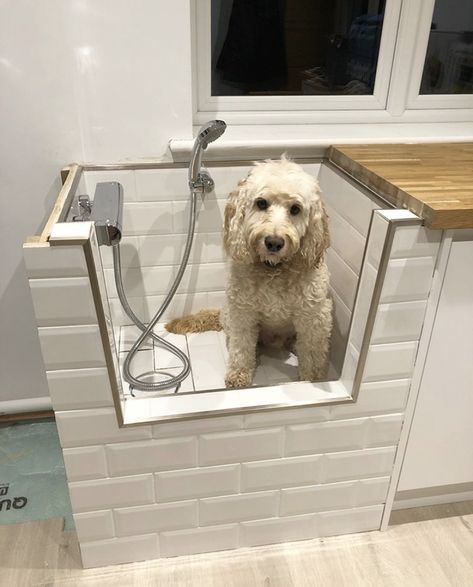 Extension House, Dog Bathing Station, Dog Washing Station, Laundry Room Layouts, Laundry Room Renovation, Modern Laundry Rooms, Dog Wash, Dog Rooms, Dog Shower