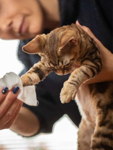 wipe pets paws Keep A Clean House, Natural Disinfectant, Cleaning Advice, Pet Wipes, Clean Sweep, Clothes Hamper, Cat Paw, Pet Paws, Cat Litter Box