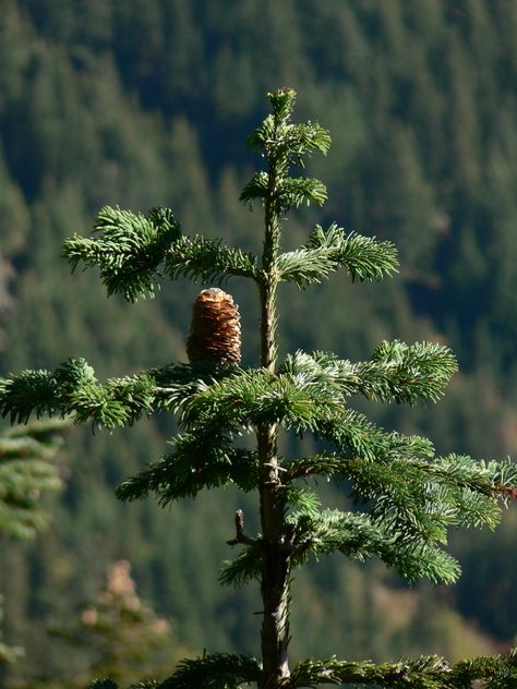 Abies amabilis (Pacific silver fir tree) Western Hemlock, Pseudotsuga Menziesii, Silver Fir, Forest Garden, Fir Tree, Douglas Fir, Botany, Pine Cones, Botanical Prints