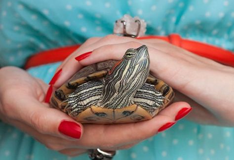 Pet Turtle Care, Funny Tortoise, Red Ear Turtle, Turtle Pet, Turtle Tank Setup, Pet Gift Ideas, Pet Aesthetic, Red Eared Slider Turtle, Turtle Facts