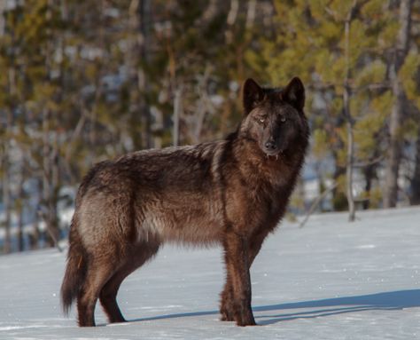 Yukon wolf Cenozoic Survival, Yukon Wolf, Therian Wolf, Wolf Pics, Wolf Poses, Wolf Hybrid, Wolf Photography, Wolf Photos, Gray Wolf