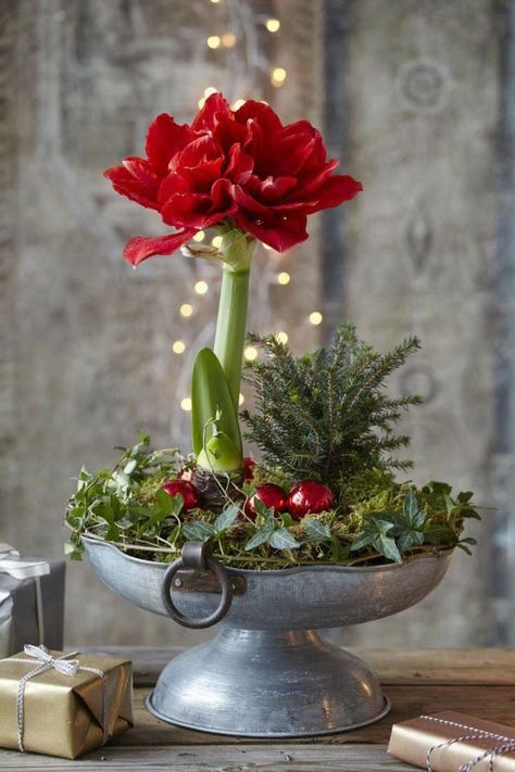 Amaryllis Arrangement Christmas, Amaryllis Arrangement, Amaryllis Christmas, Natal Country, Winter Floral Arrangements, Amaryllis Flowers, Christmas Flower Arrangements, Christmas Plants, Christmas Floral Arrangements