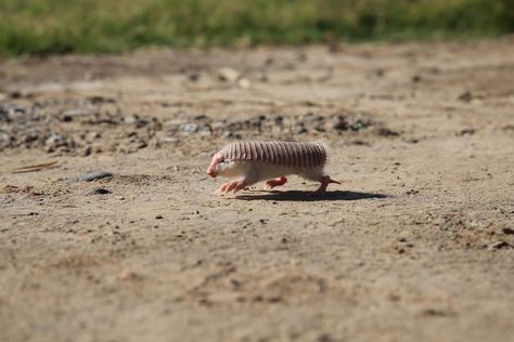 Rabbit Species, American Pika, Bumblebee Bat, Fairy Armadillo, Pink Fairy Armadillo, Pygmy Marmoset, Golden Lion Tamarin, Conservation Biologist, Small Monkey