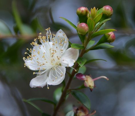 White myrtle flower with ripening purple berries. Butterfly And Bee Tattoo, Common Myrtle, Myrtle Flower, Myrtus Communis, Flower Symbolism, Purple Berries, Crepe Myrtle, Paint Photography, Lemon Myrtle