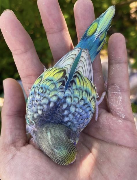 Cute Budgies, Baby Parakeets, Budgies Bird, Funny Parrots, Cute Small Animals, Bird Care, Animal Magic, Parakeets, Pretty Animals