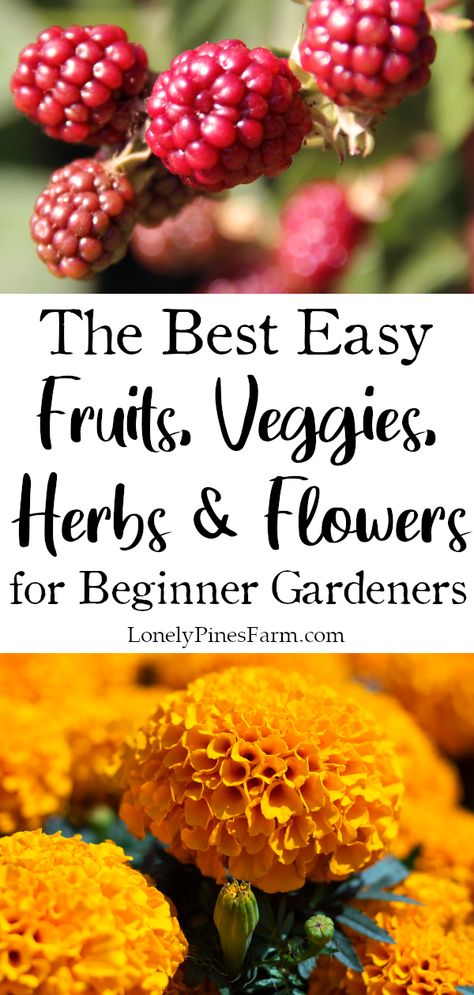 If you're gardening for the first time this year, we can help. Here's our list of the top 25 fruits, vegetables, herbs, & flowers for beginner gardeners. All of the plants are easy to grow and have a high yield. Start planning your garden today! Cucumber Varieties, Easy Perennials, Planting Onions, Succession Planting, Easy Plants To Grow, Herbs And Flowers, Diy Raised Garden, Best Plants, Green Pasture