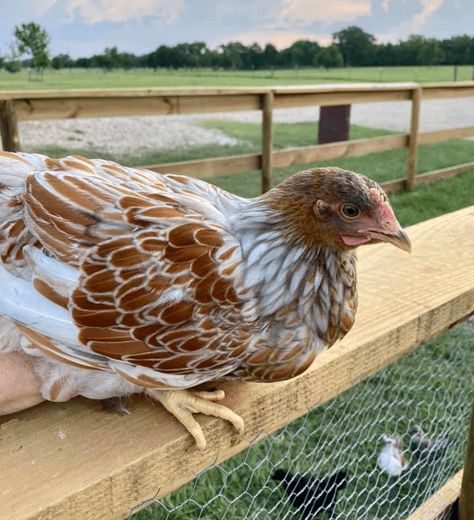 Sage Egger Chicken, Prairie Bluebell Egger Chicken, Blue Chicken Eggs, Dust Bath For Chickens, Araucana Chickens, Easter Egger Chicken, Best Egg Laying Chickens, Easter Eggers, Egg Laying Chickens