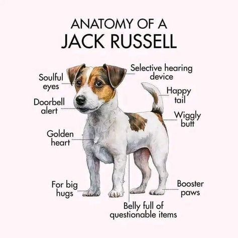 Chien Jack Russel, Jack Terrier, Jack Russell Terrier Puppies, Jack Russell Puppies, Dog Quotes Love, Jack Russell Dogs, Unknown Facts, Dog Ages, Jack Russel