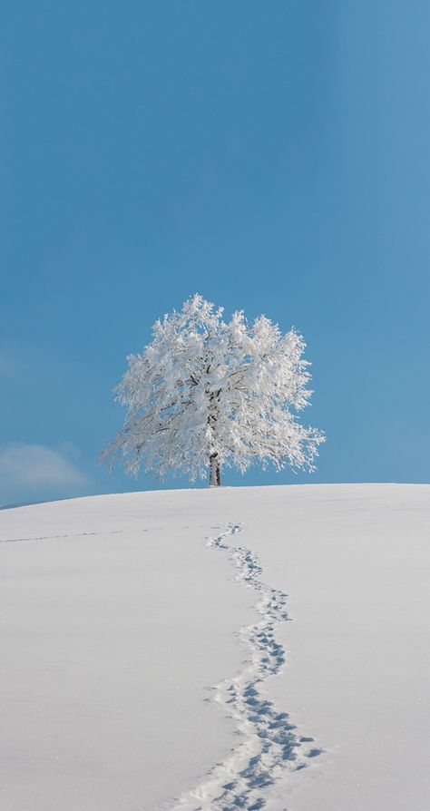 Magical Scenery, Kristina Webb, I Love Snow, Lone Tree, I Love Winter, Winter Photos, Winter Love, Airbrush Art, Winter Scenery