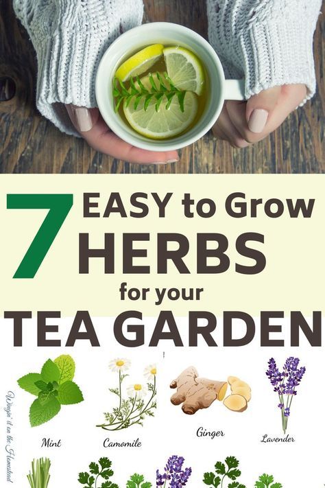 Growing Herbs Outdoors, Easy To Grow Herbs, Herbs For Tea, Best Herbs To Grow, Easy Herbs To Grow, Herbal Tea Garden, Herbs To Grow, Medicinal Herbs Garden, Grow Herbs