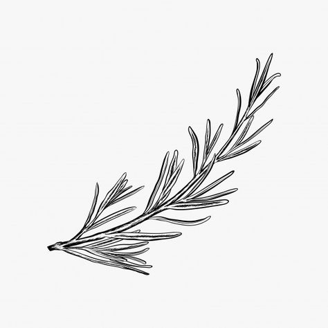 Hand drawn rosemary vector illustration-... | Premium Vector #Freepik #vector #background Rosemary Logo, Rosemary Tattoo, Recipes Cheap, Menue Design, Healthy Videos, White Drawing, Garden Lights, Plant Drawing, Nature Tattoos