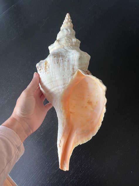 Conch Shell Photography, Conk Shells, 300 Drawing Prompts, Remember Tattoo, Seashell Creations, Costal Bedroom, Shell Tattoos, Rock Tattoo, Big Shell