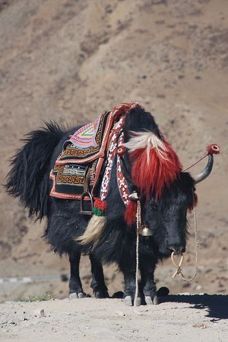 Tibet Landscape, Fictional Culture, Breeds Of Cows, Tibet Travel, Buddha Figures, Tibetan Buddhism, Weird Creatures, Animal Heads, Bhutan