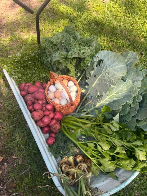 Garden Harvest Aesthetic, Harvesting Aesthetic, Gardening Hobby, Farm Harvest, Harvest Garden, Vegetable Garden Ideas, Gardening Aesthetic, Homegrown Food, Harvest Basket