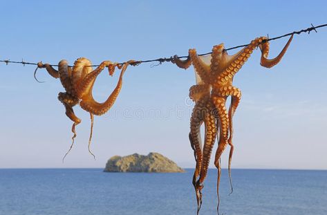 Octopus hanging up to dry. In the sunshine in the Greek islands , #Affiliate, #dry, #hanging, #Octopus, #islands, #Greek #ad Greek Octopus, Greek Island Hopping, Island Hopping, Hung Up, Greek Island, Greek Islands, The Sunshine, Interesting Art, Designs To Draw