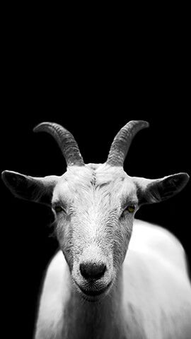 Grey Goat G.o.a.t Wallpaper, Ship Photography, Goat Picture, Dark Cottagecore Decor, Japanese Wallpaper Iphone, Goat Art, Bunny Tattoos, Future Wallpaper, Cute Goats