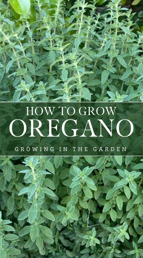 No herb garden is complete without oregano, an aromatic mediterranean herb that happily grows along a path, in containers, or in the garden. Grow Oregano, Gardening In Arizona, Growing Oregano, Oregano Plant, Mountain Garden, How To Grow Herbs, Arizona Gardening, Medicinal Herbs Garden, Gardening Herbs