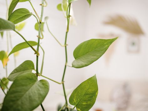 What To Do With Leggy Plants - Fix Leggy Pothos And Philodendron Pruning Pothos Plant, Leggy Pothos Plant, Ivy Plant Indoor Care, Vining House Plants, Long Vine Plants Indoor, Best Indoor Vine Plants, How To Fix Leggy Pothos, Indoor Vine Plants, Pathos Plant