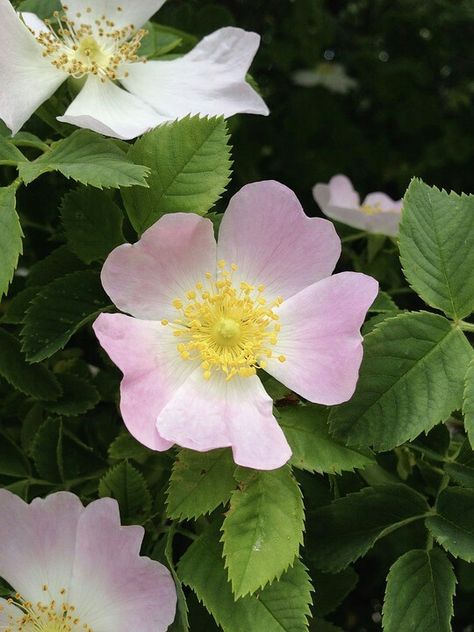 Rose Shrub, Beach Rose, Rosa Rugosa, Beach Plum, Under The Surface, Ornamental Plants, Black Spot, All Plants, Outdoor Gardens