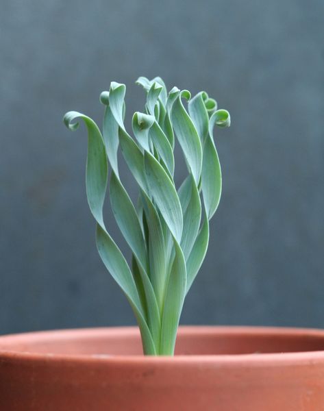 。・゜・。・゜・ Albuca Concordiana, Kaktus Dan Sukulen, Plant Seeds, Houseplants Indoor, Unusual Plants, Unique Plants, Cactus Y Suculentas, Garden Care, Pretty Plants