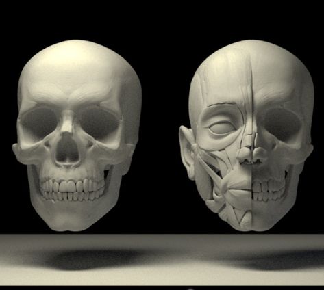 The head structure, Tai ji on ArtStation at https://www.artstation.com/artwork/gKJq8 Human Head Anatomy, Skull Head Reference, Head Structure, Head Structure Drawing, Good Bone Structure Faces, Bone Structure Face, Skull 3/4 View, Anatomy Head, Human Skull Front View