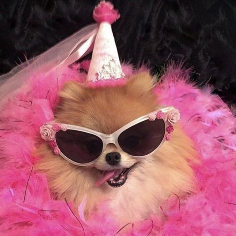 Fabulous on her birthday! 💕💗💖💞💓 #pomeraniangang Party Icon Aesthetic, Party Animal Aesthetic, Puppies Aesthetic, Puppy Icon, Spotify Icon, Shirt Collars, Whatsapp Pictures, Girly Party, Birthday Icon