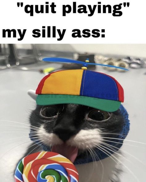 Silly Kitties, Silly Cats Pictures, Tuxedo Cat, Cat Boarding, Silly Animals, Silly Pictures, Funny Cute Cats, Silly Cats, Really Funny Pictures